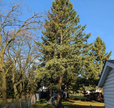 Tall spruce tree before removal in residential backyard, Thunder Bay Tall evergreen tree dominates a suburban yard with a clear blue sky, a wooden fence, and a house on the right.