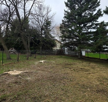 Backyard with bare trees, a wooden fence, and patches of dirt; a shed and evergreen trees visible in the background.