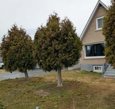 Overgrown cedar trees in front yard before trimming, Thunder Bay” Three large evergreen trees flank a beige house with a steep roof, in a front yard near a street.