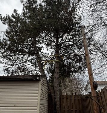Large pine tree marked for removal near property fence line, Thunder Bay” Tall pine tree towering over a wooden fence and shed in a backyard, with a utility pole and power lines nearby.