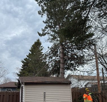 Pine tree removed with logs cut and stacked, Thunder Bay tree service