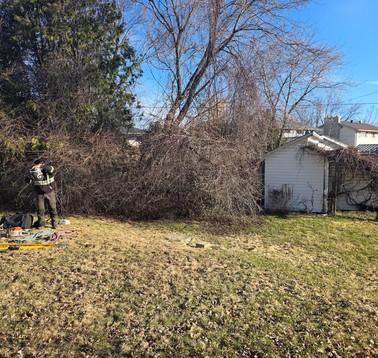 Overgrown brush and tree clearing project in Thunder Bay backyard” Overgrown brush and tree clearing project in Thunder Bay backyard"